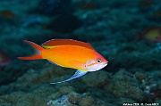 Pseudanthias ignitus-Maldives Fish Head-4m-20240423-da-DSC_6210_tn